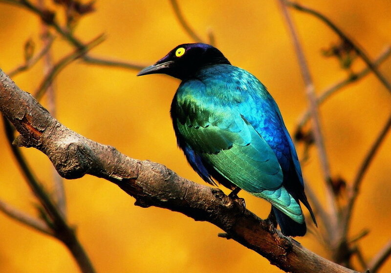Shining Cowbird on Branch