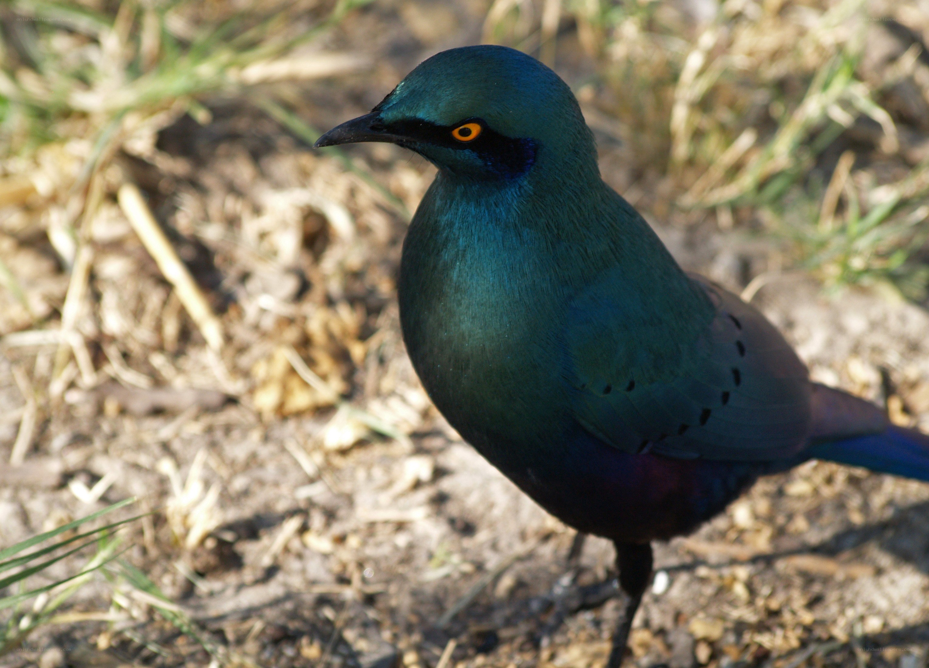 shining starling on the ground