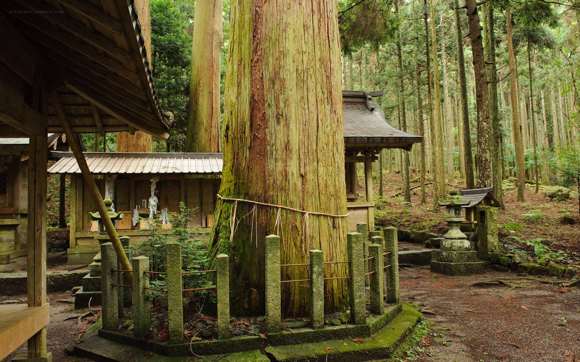 Shinto shrine in a forest