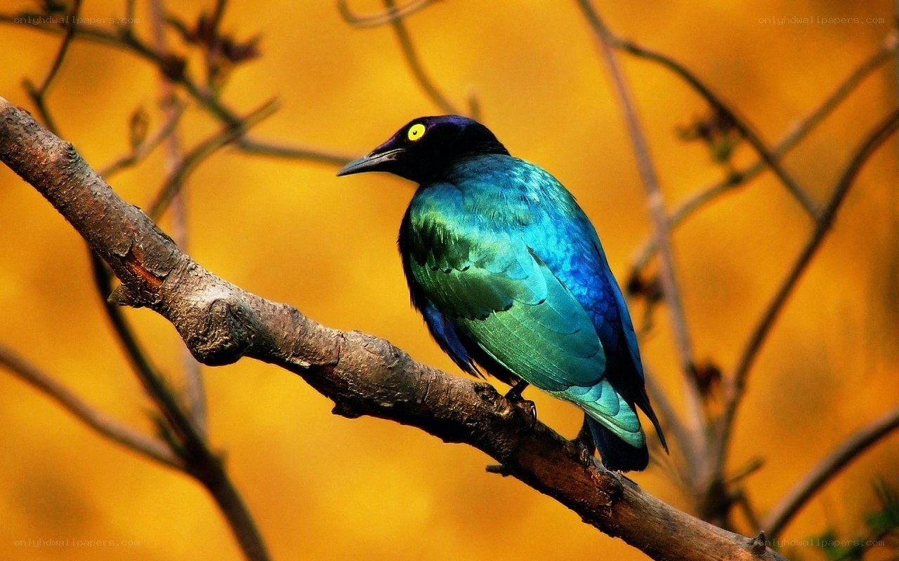shiny bird on a branch