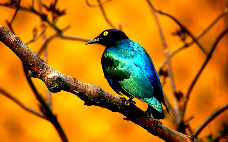 Shiny Bird on Branch — Blue