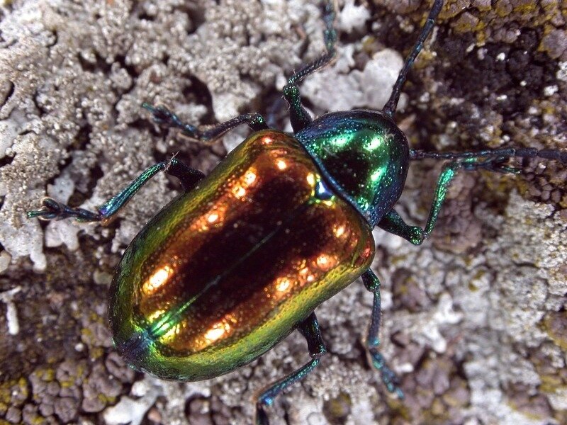 shiny green beetle on bark
