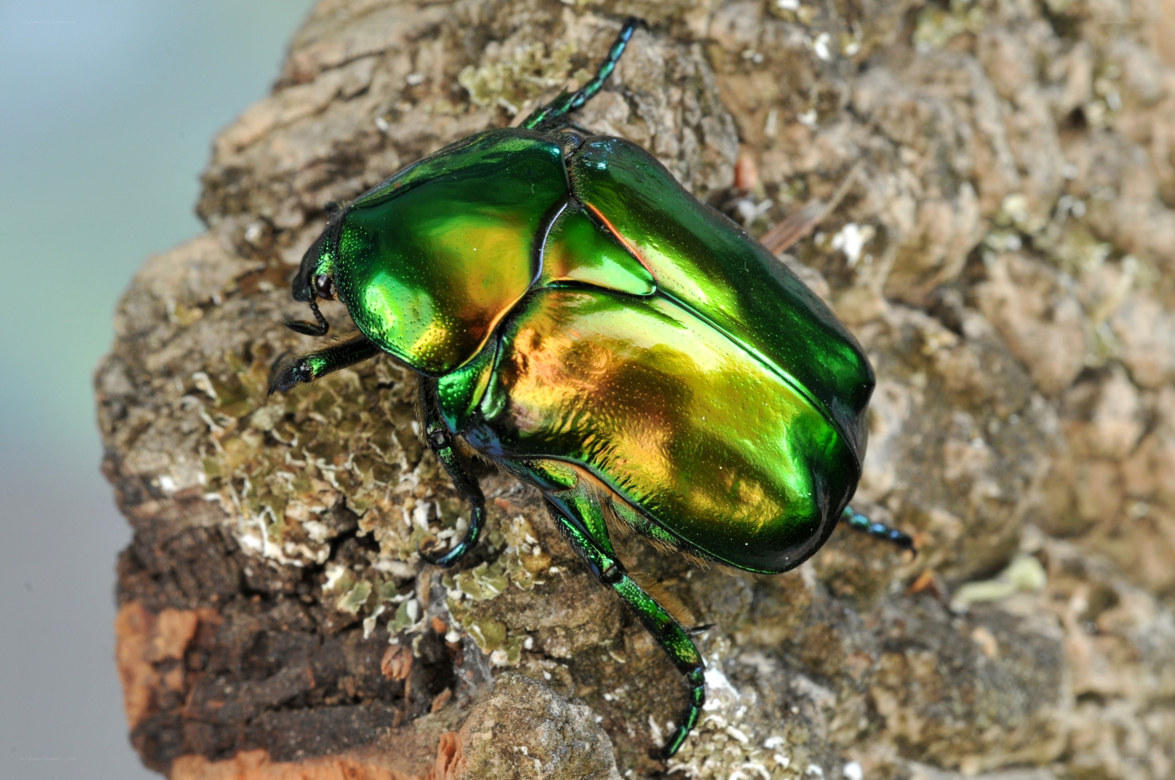 Shiny green beetle on bark