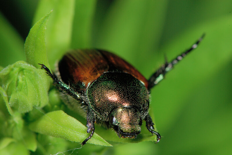 shiny green beetle on leaf