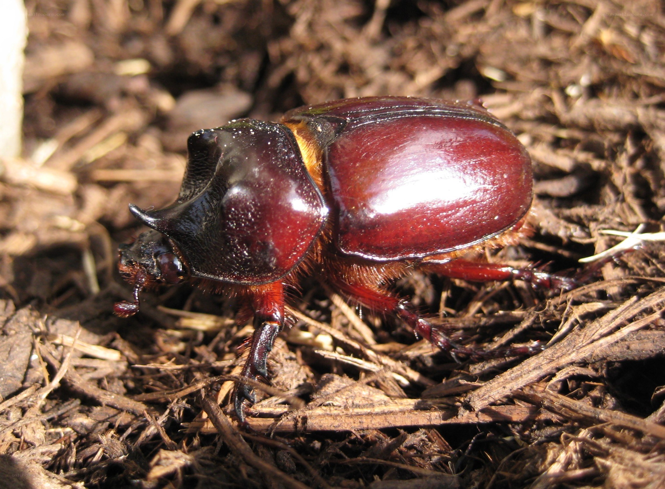 shiny rhinoceros beetle