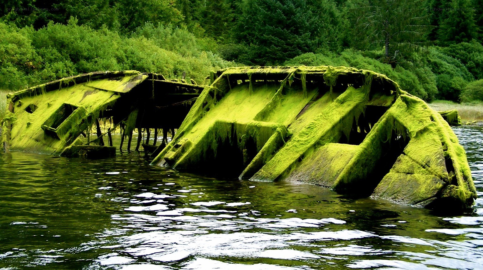 shipwreck covered in green algae