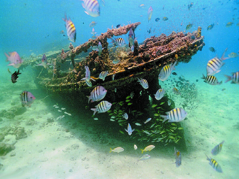 shipwreck teeming with fish