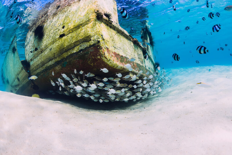 Shipwreck with Fish