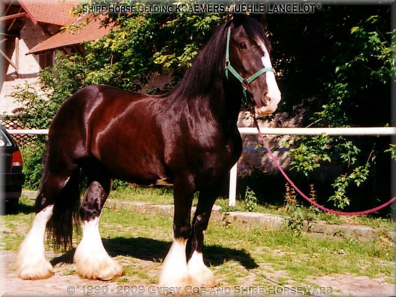 Shire horse gelding standing