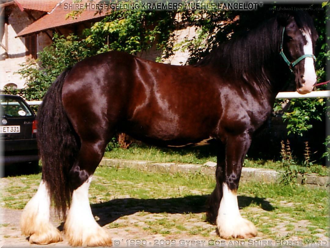 Shire horse gelding