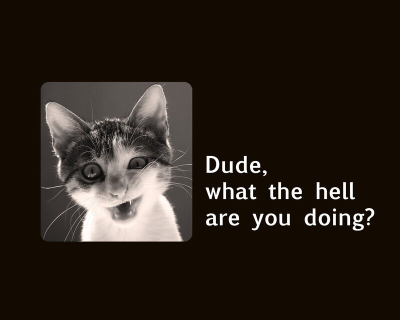 shocked cat meme