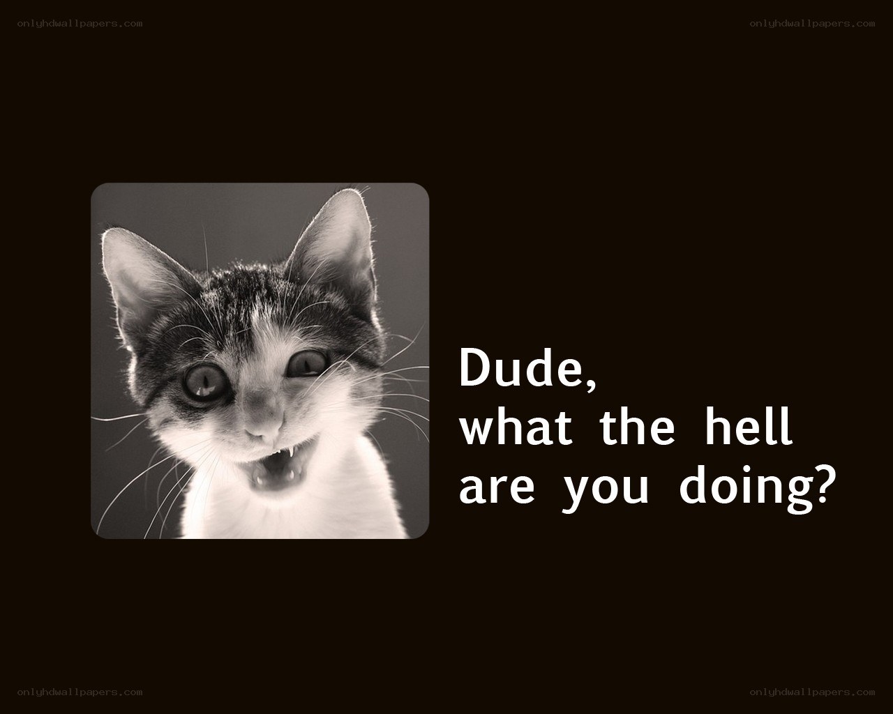 shocked cat meme