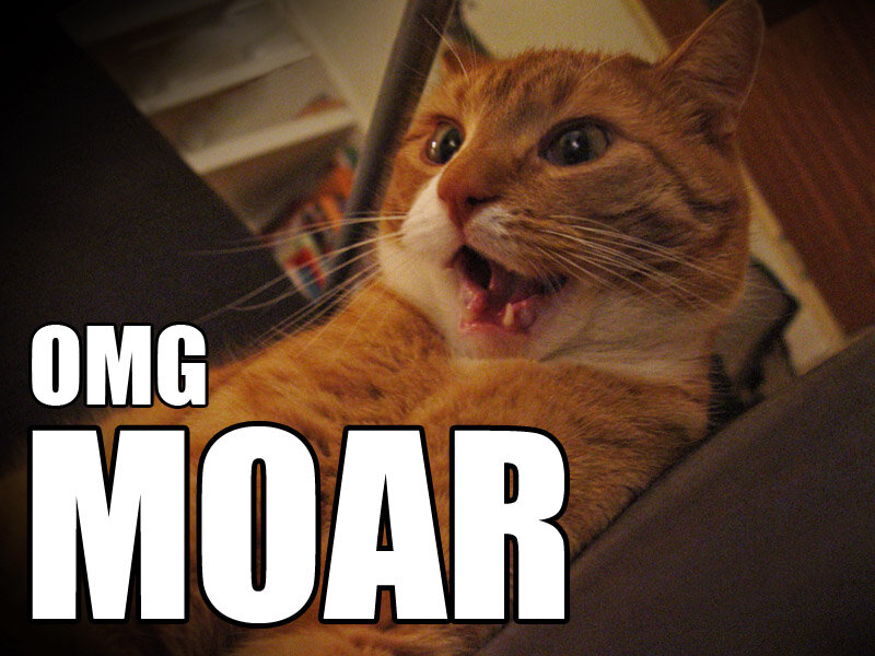 shocked cat meme