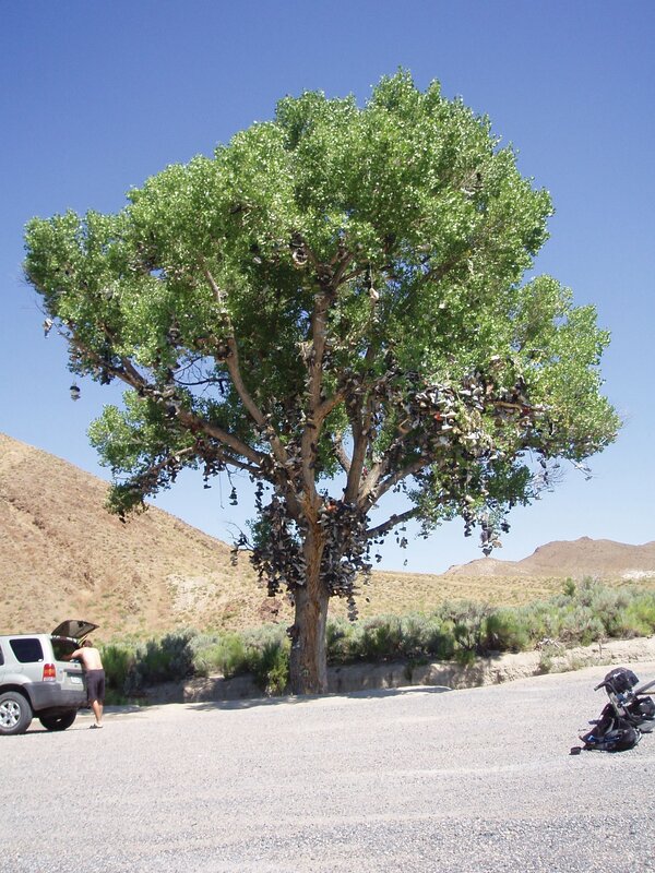 Shoe tree in desert landscape