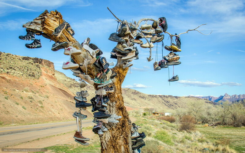 shoe tree on roadside