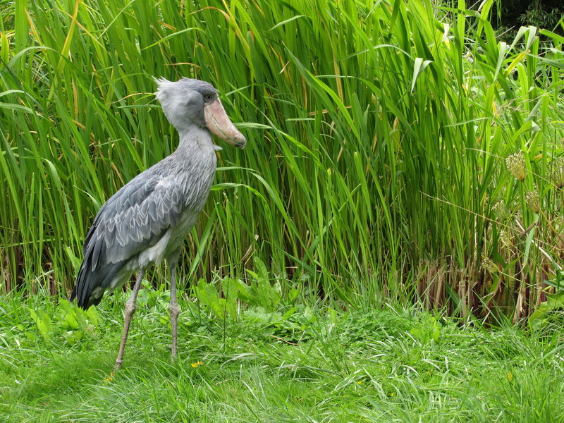 Shoebill Stork in Grass