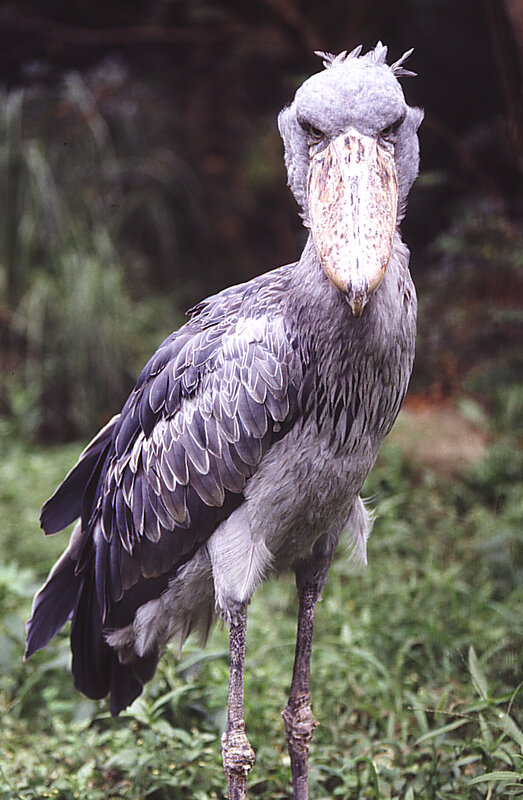 Shoebill stork in natural habitat