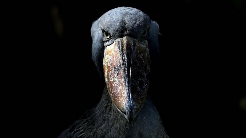 Shoebill Stork