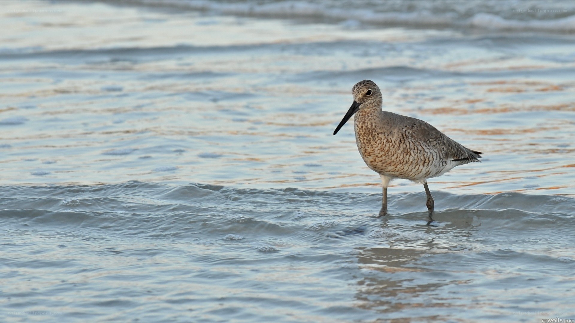 shorebird in shallow water