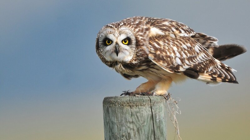 Short-eared Owl — Brown, Alert, Afternoon