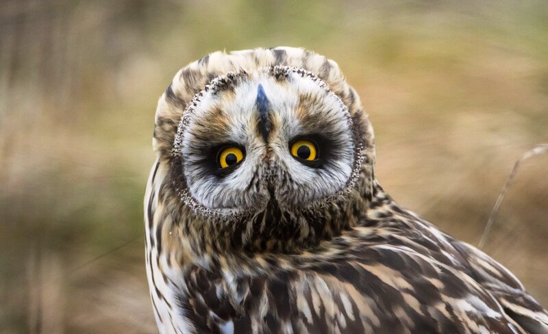 Short-eared Owl — Brown, Alert, Photograph, Eyes