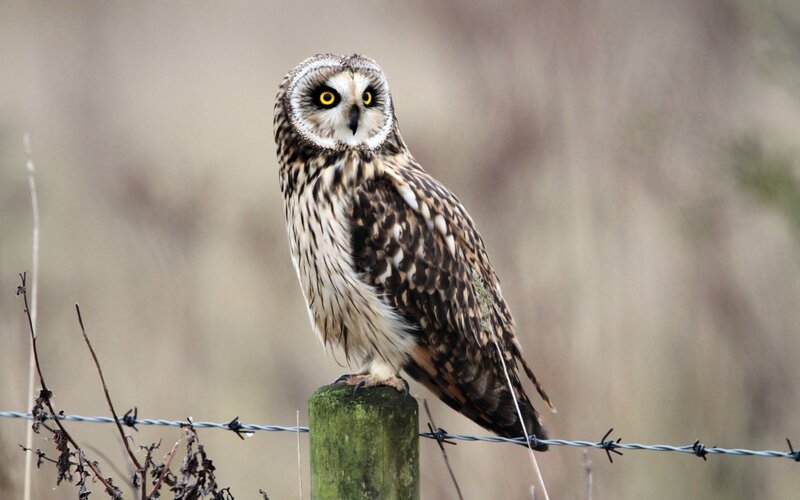 Short-eared Owl — Brown, Alert, Photograph