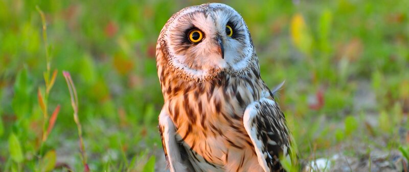 Short-eared Owl — Brown, Alert, Sunset, Photograph, Grass