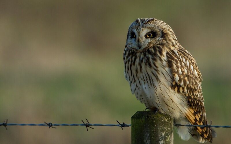 Short-eared Owl — Brown, Alert, Sunset, Photograph