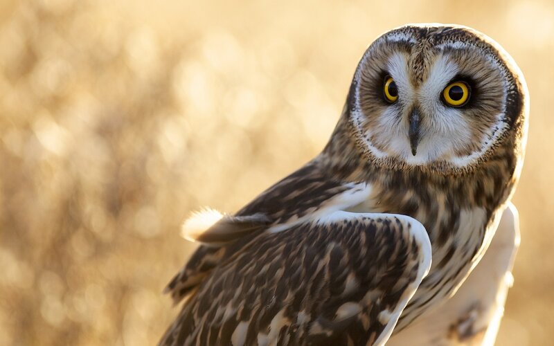 Short-eared Owl — Brown, Alert, Sunset
