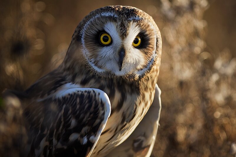 Short-eared Owl — Brown, Alert