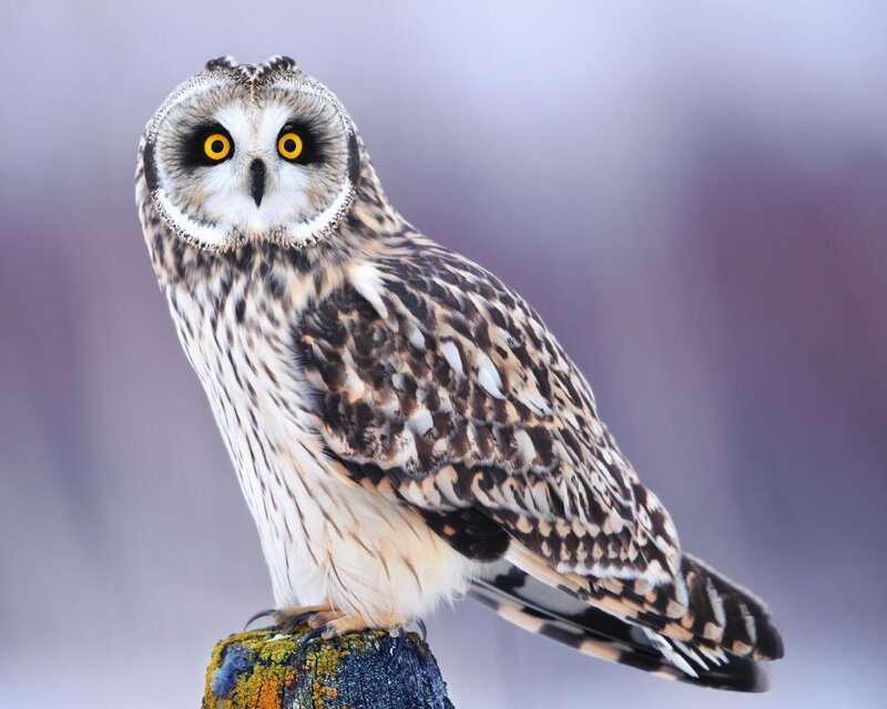 Short-eared Owl — Brown, Alert, Winter, Photograph