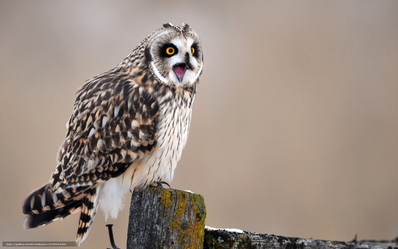 Short-eared Owl — Brown, Alert, Winter