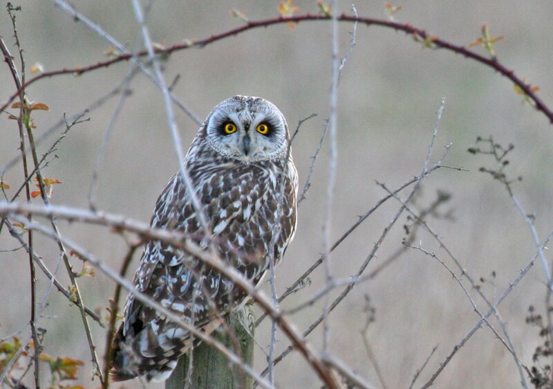 Short-eared Owl — Brown