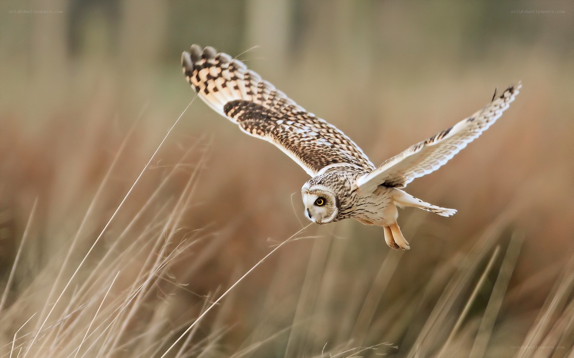 Short-eared owl in flight