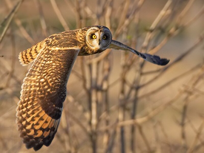 Short-eared owl in flight