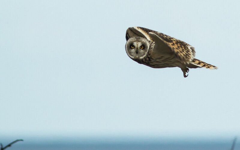Short-eared Owl in Flight — Blue, Calm