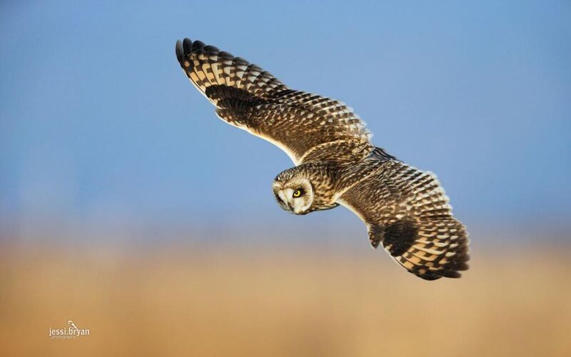Short-eared Owl in Flight — Blue, Dynamic