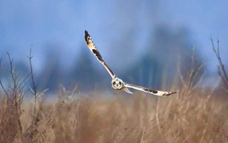 Short-eared Owl in Flight — Blue