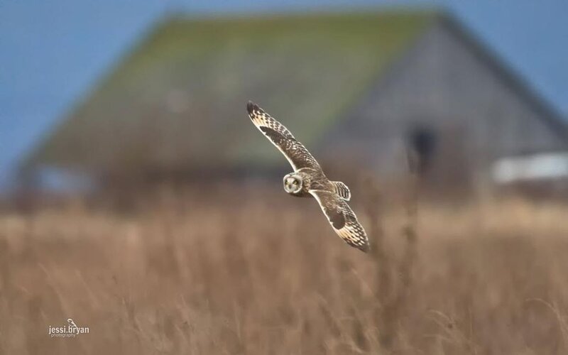 Short-eared Owl in Flight — Brown, Calm, Afternoon