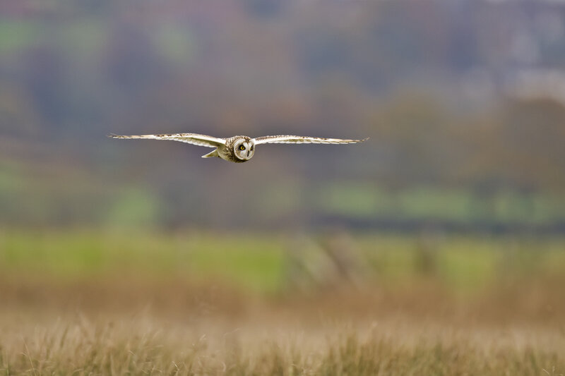 Short-eared Owl in Flight — Brown, Calm