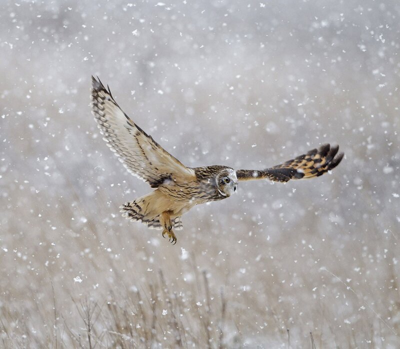Short-eared Owl in Flight — Brown, Dynamic
