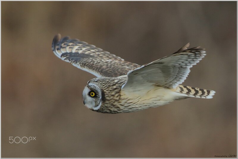 Short-eared Owl in Flight — Brown, Focused, Photograph