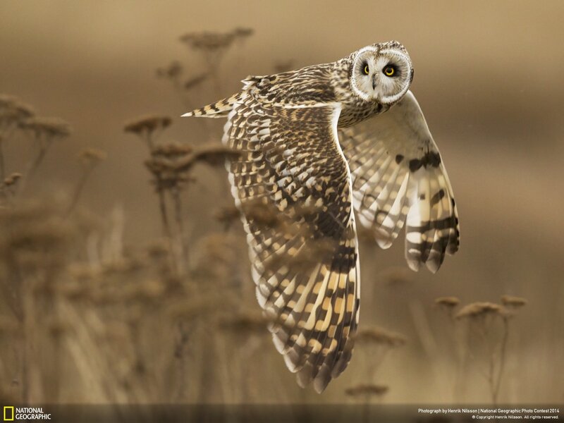Short-eared Owl in Flight — Brown, Focused