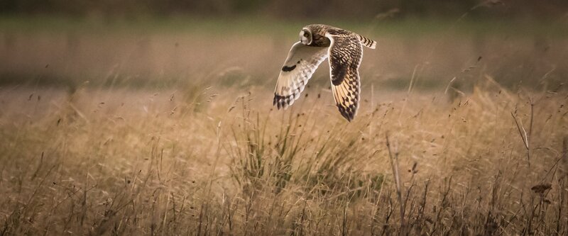 Short-eared Owl in Flight — Brown, Natural
