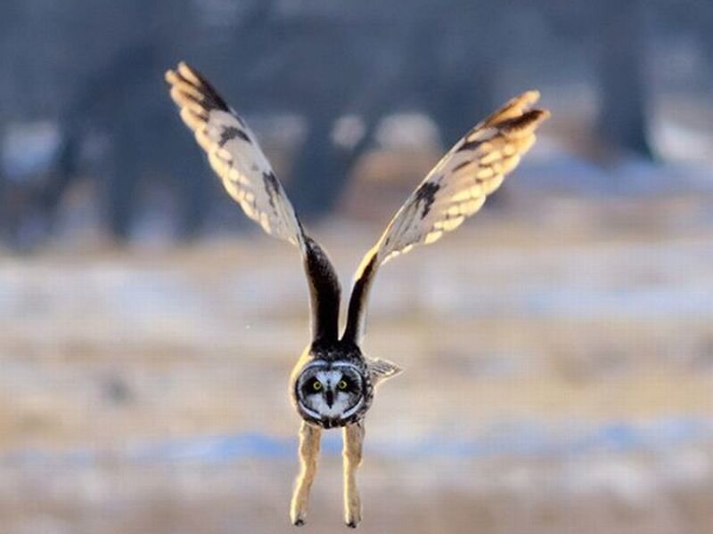 Short-eared Owl in Flight — Brown