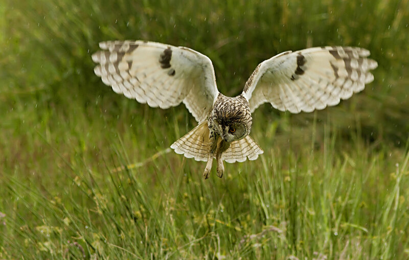 Short-eared Owl in Flight — Green