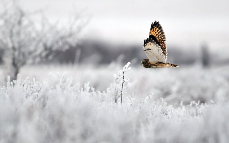 Short-eared Owl in Flight — White, Cold