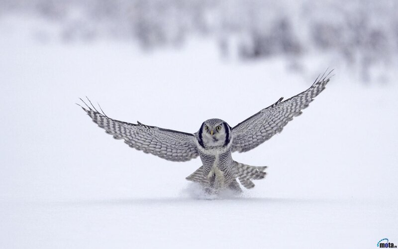 Short-eared Owl in Flight — White, Dynamic, Winter, Photograph, Snow