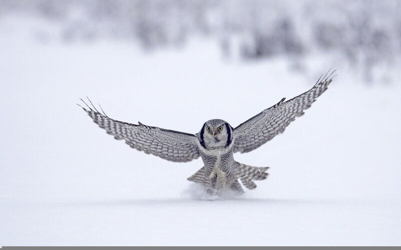 Short-eared Owl in Flight — White, Dynamic, Winter