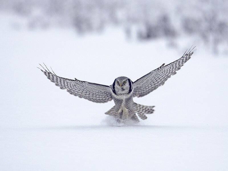 Short-eared Owl in Flight — White, Intense